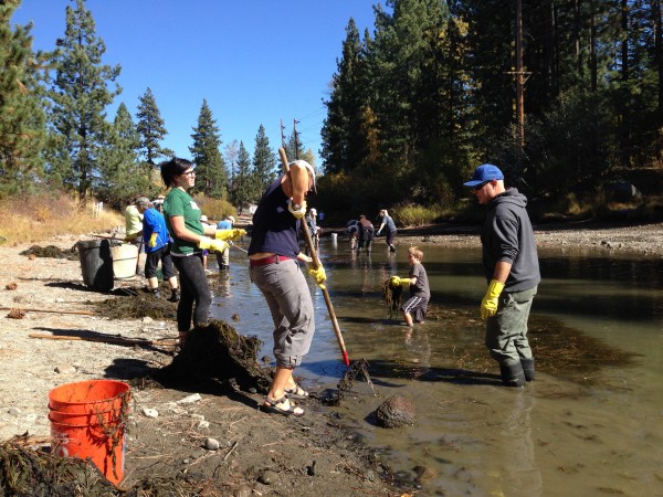 Volunteers remove milfoil from the Truckee River.