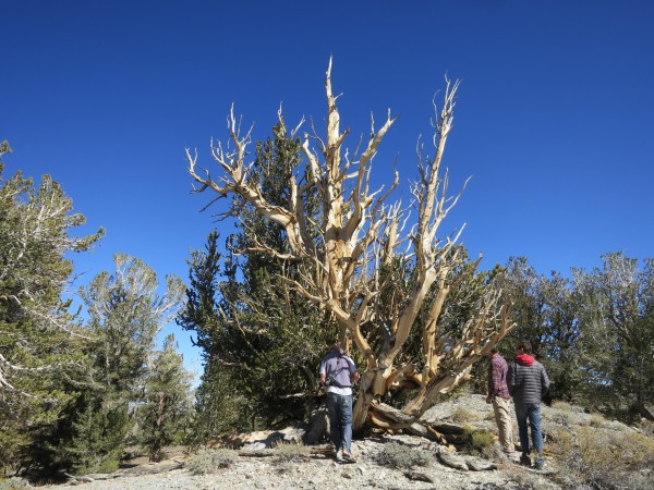 4000 year old trees at 10,000 feet in the Bristlecone Forest.